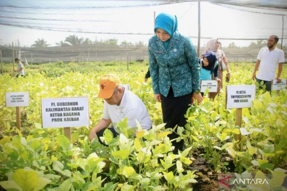 Kalbar kurangi emisi karbon dengan gerakan tanam sayur